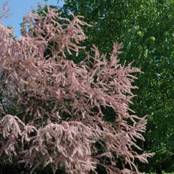 Tamarisk, Spring